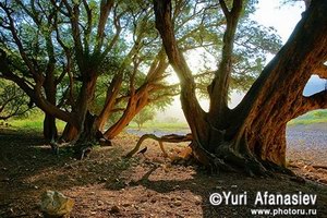 Ayaft, Socotra, photo by Yuri Afanasiev