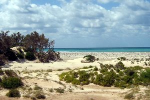 Camel beach, Socotra, Yemen