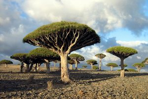 Dragon blood tree, Socotra