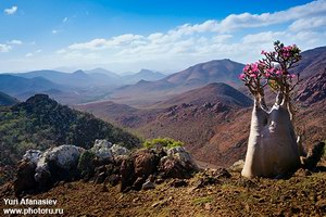 Bottle tree on Mumi area, Socotra island