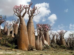 bottle trees on socotra island