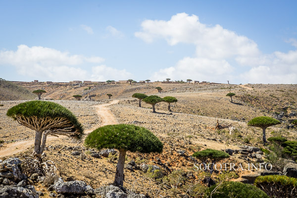 Sailing on Socotra