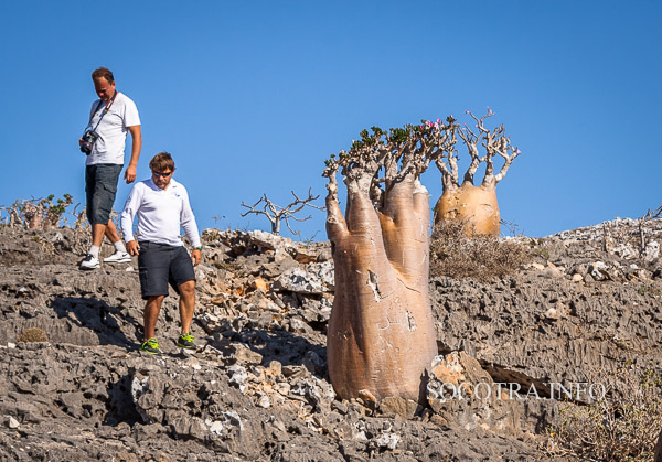 Sailing on Socotra