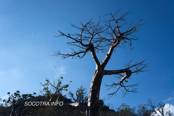 New trekking routes on Socotra