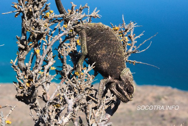 New trekking routes on Socotra