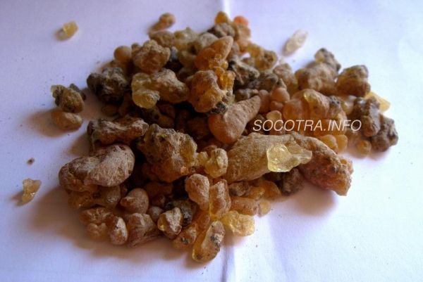 resin of Boswellia Elongata srom Socotra island 