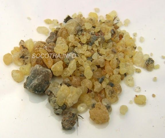 resin of Boswellia Elongata srom Socotra island 