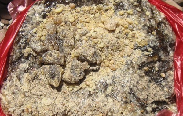 resin of Boswellia Elongata srom Socotra island 