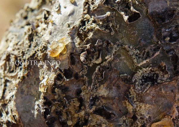 resin of Boswellia Elongata srom Socotra island 