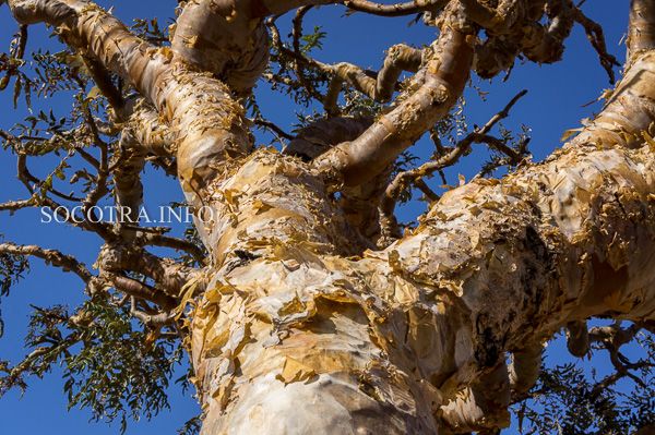 resin of Boswellia Elongata srom Socotra island 