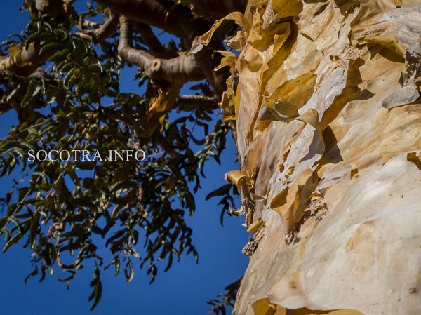 resin of Boswellia Elongata srom Socotra island 