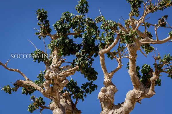 resin of Boswellia Elongata srom Socotra island 