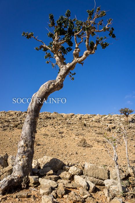 resin of Boswellia Elongata srom Socotra island 