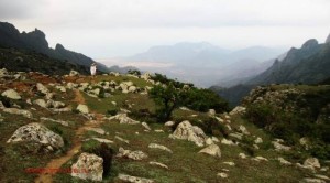 Socotra island