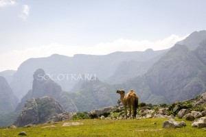 Socotra island