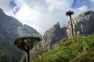 Socotra island