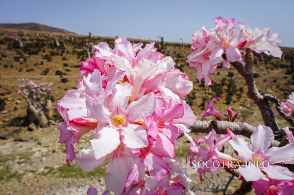 Sailors on Socotra