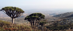 Socotra island