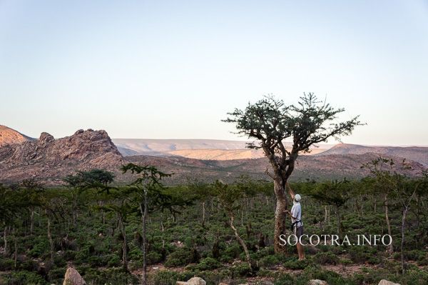 Boswellia Socotrana - Frankincense from Socotra island