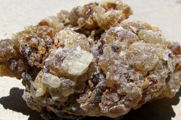 Boswellia Socotrana - Frankincense from Socotra island