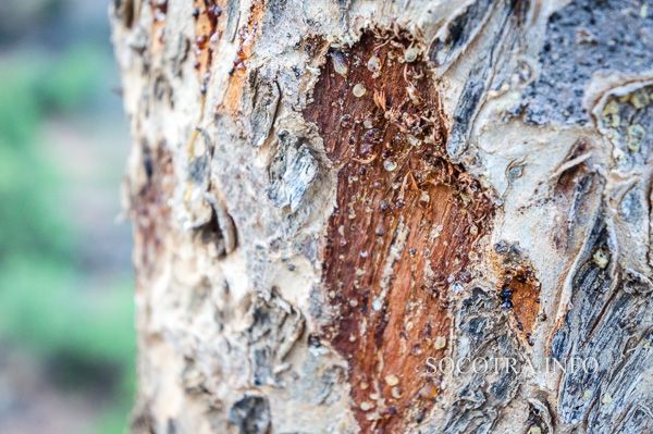 Boswellia Socotrana - Frankincense from Socotra island