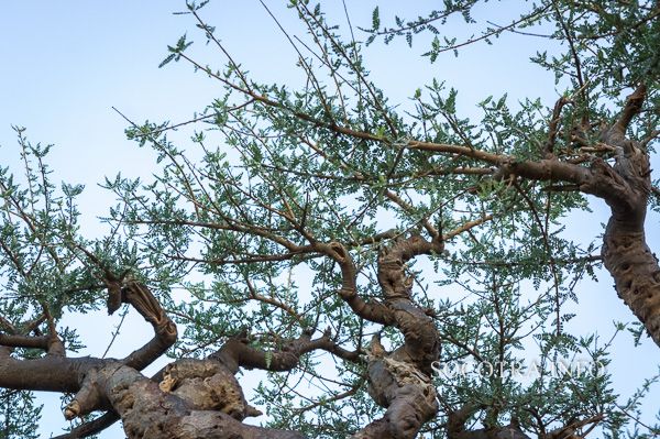 Boswellia Socotrana - Frankincense from Socotra island