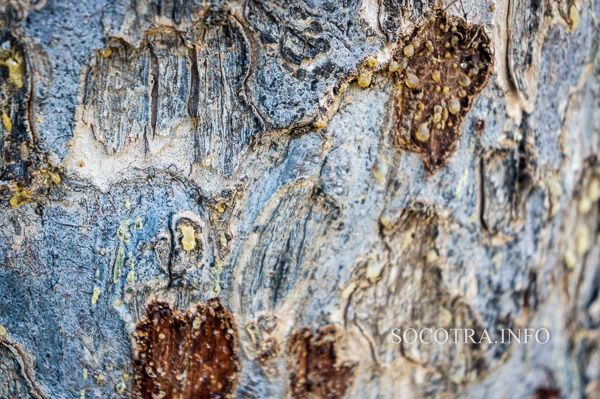 Boswellia Socotrana - Frankincense from Socotra island