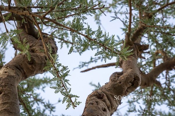 Boswellia Socotrana - Frankincense from Socotra island