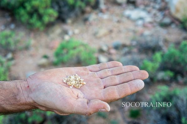 Boswellia Socotrana - Frankincense from Socotra island