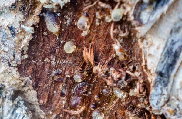 Boswellia Socotrana - Frankincense from Socotra island