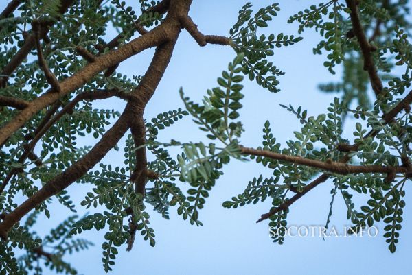 Boswellia Socotrana - Frankincense from Socotra island