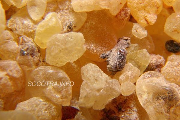 Boswellia Socotrana - Frankincense from Socotra island