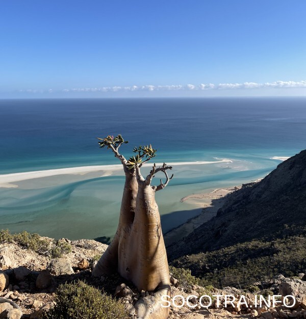 Socotra tour