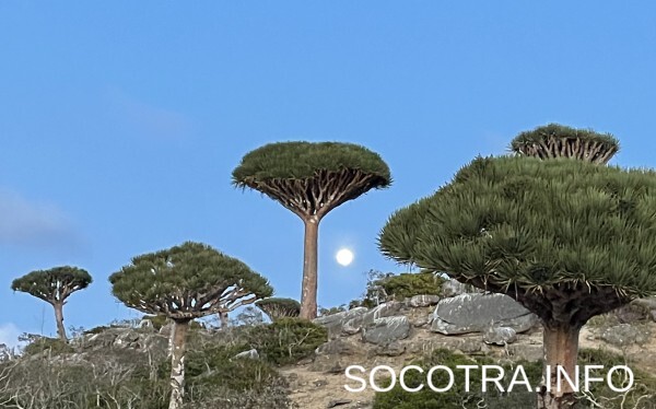 Socotra tour