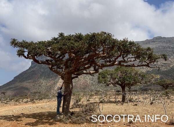 Socotra tour