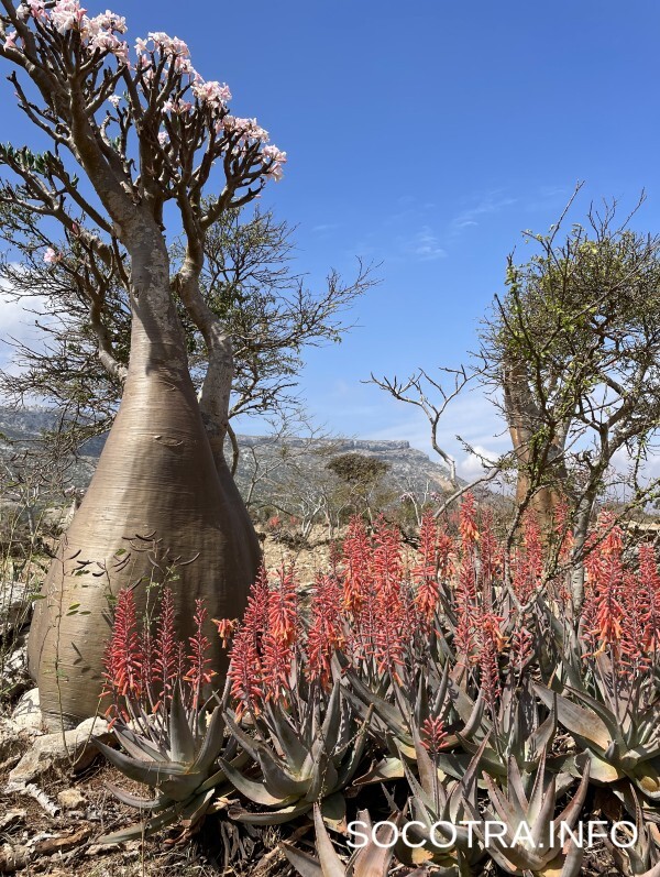 Socotra tour