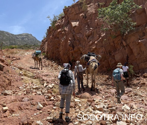 Socotra tour