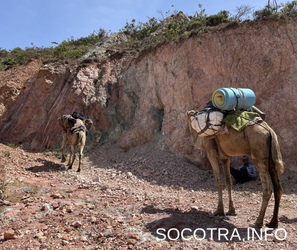 Socotra tour