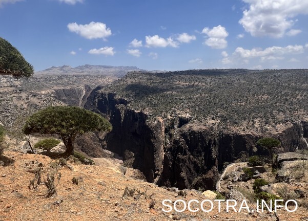 Socotra tour