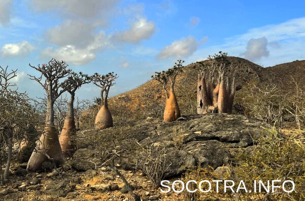 Socotra tour