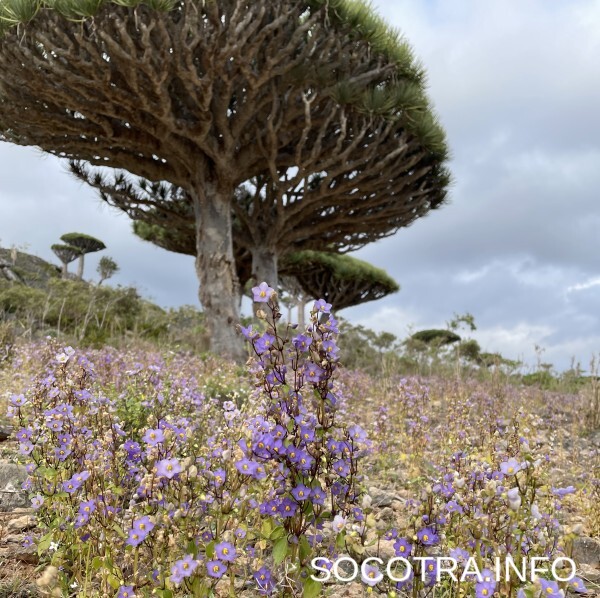 Socotra tour