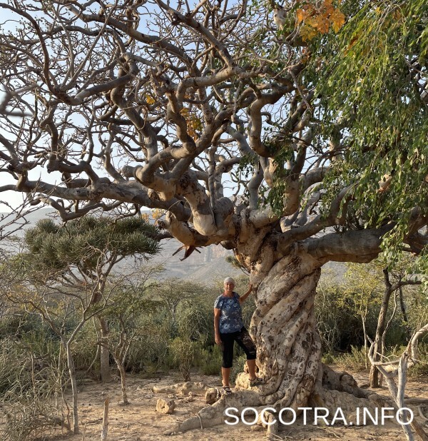 Socotra tour