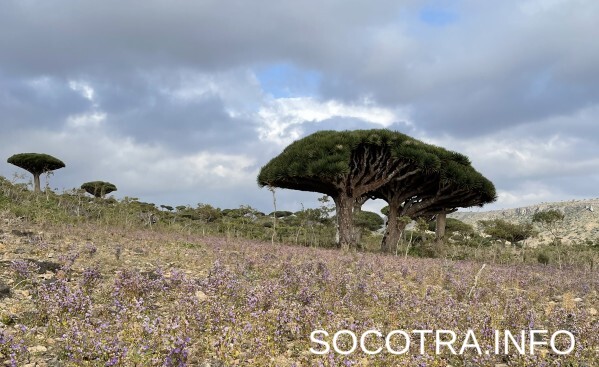 Socotra tour