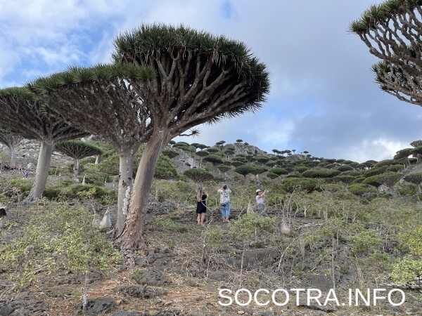 Socotra tour