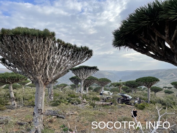 Socotra tour