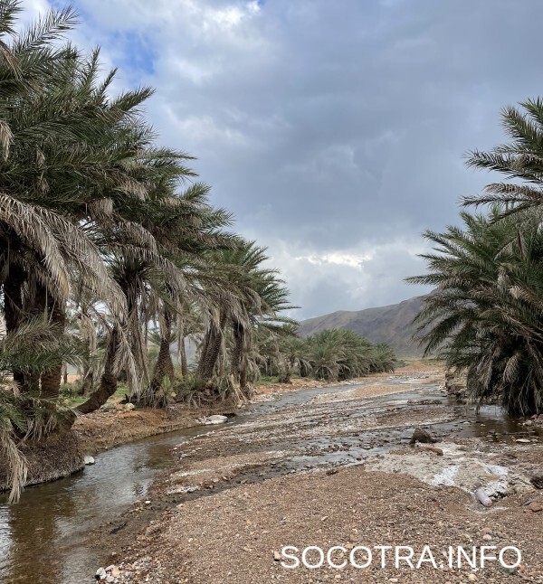 Socotra tour