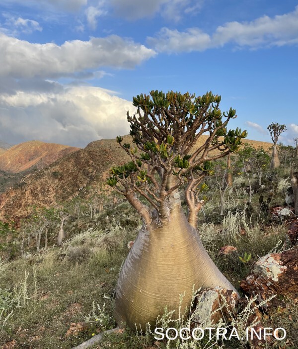 Socotra tour