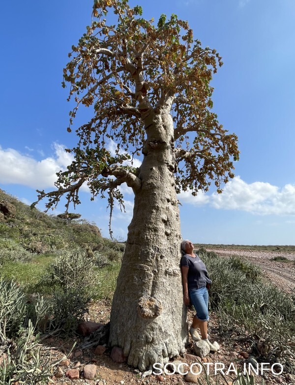 Socotra tour