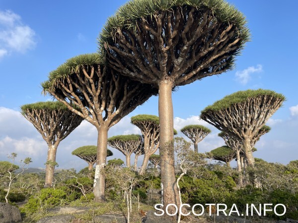 Socotra tour