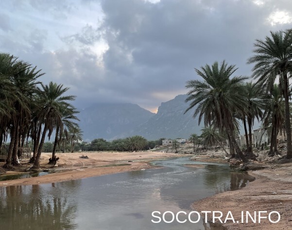 Socotra tour